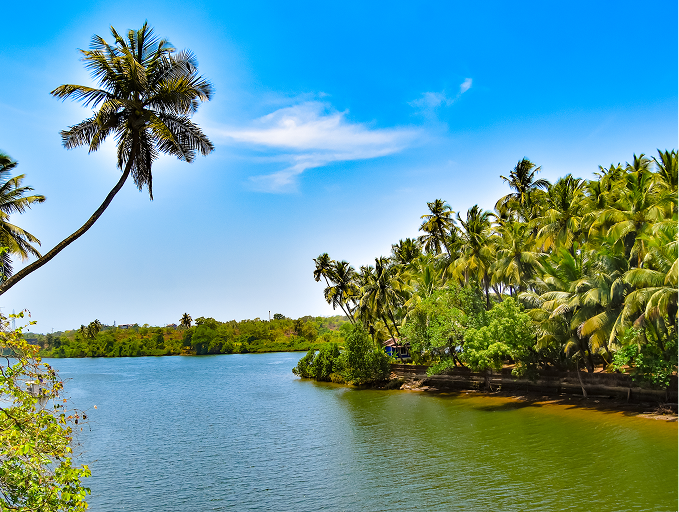 scenic-view-palm-trees-against-blue-sky